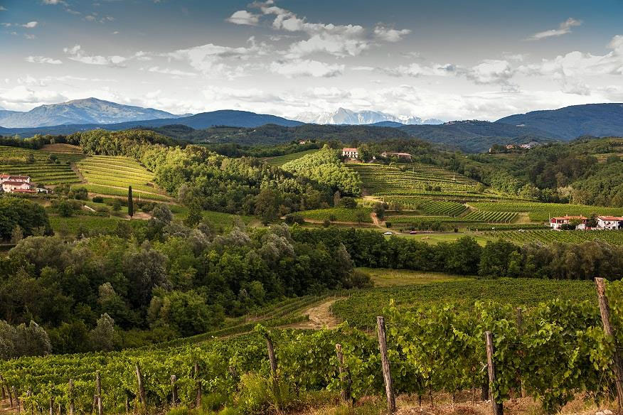 collavini vitigni e paesaggio attorno all'azienda vinicola