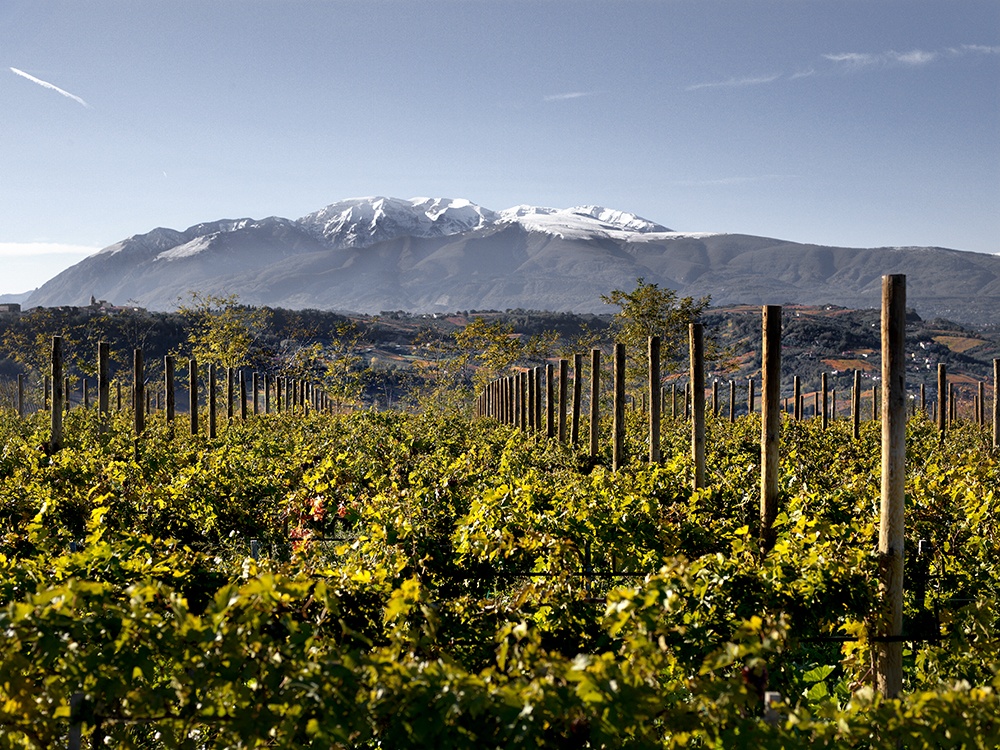 Di Sipio vigne