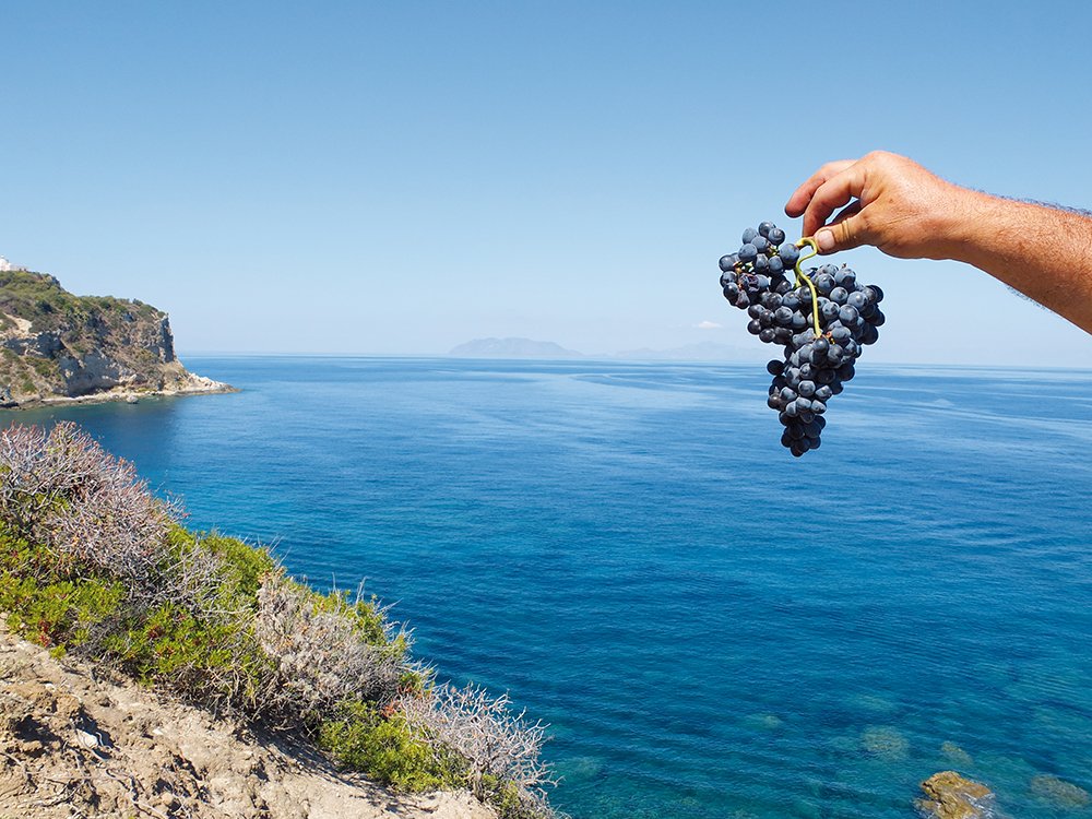 Mare della Sicilia e uva