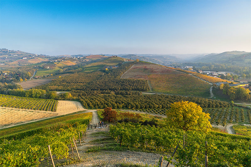 viticoltura in piemonte