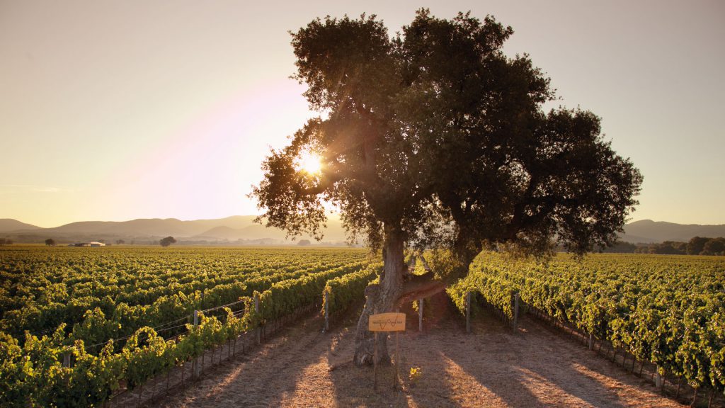 poggio al tesoro vini bolgheri xtrawine