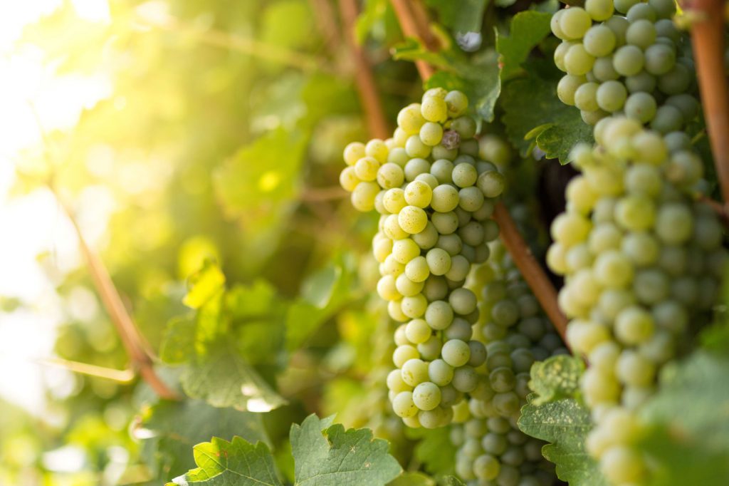 A Sauvignon Blanc's cluster.