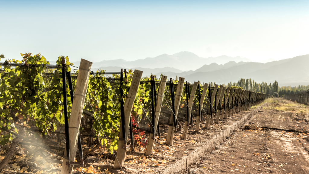 Argentina: Discovering Red Wines