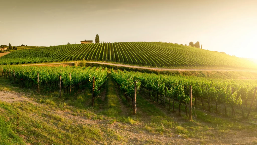 best tuscan wines