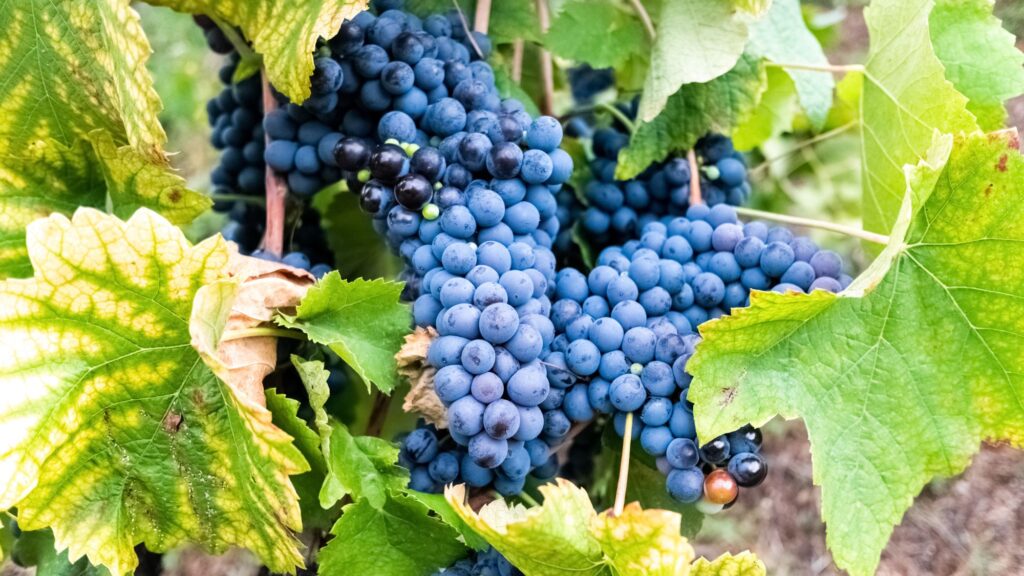 Bunch of wine grapes