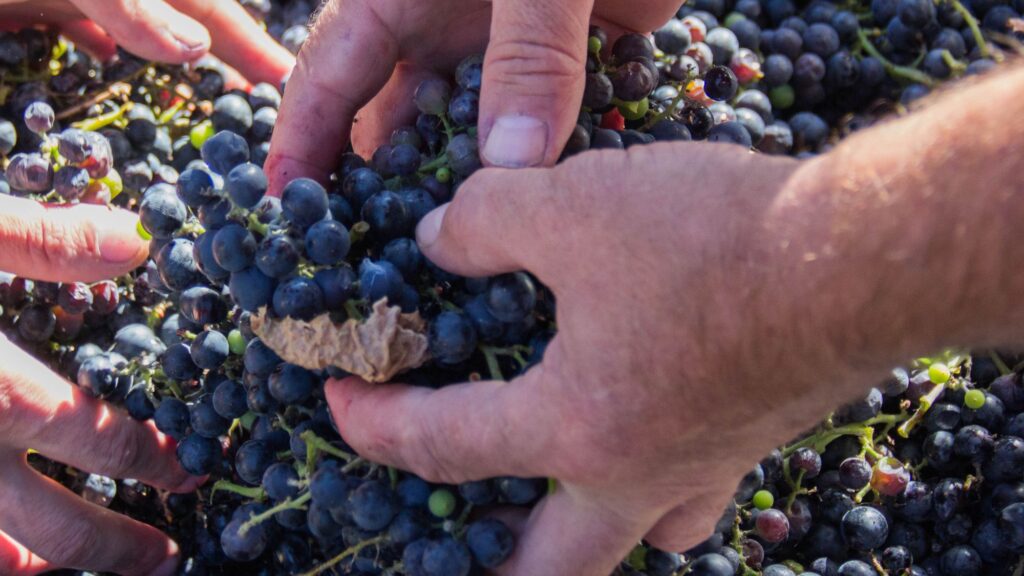 Harvesting grapes before fermentation