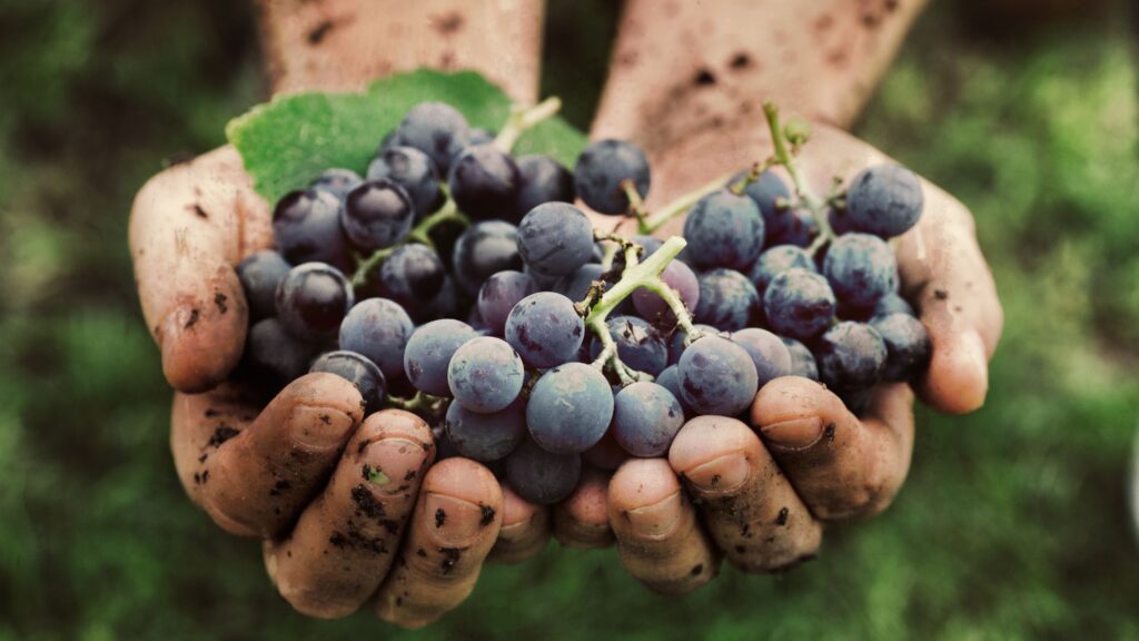 uva biologica per vino naturale - organic grapes for natural wine