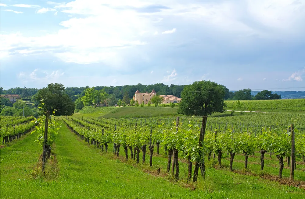 Un vigneto nel territorio di Bordeaux