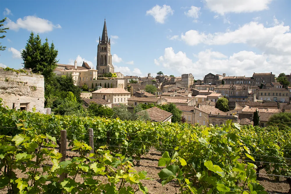 Vitigni nella zona del Bordeaux