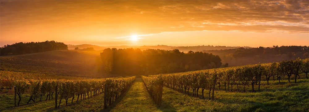 Il sole sorge sopra i vitigni nella territorio di Bordeaux