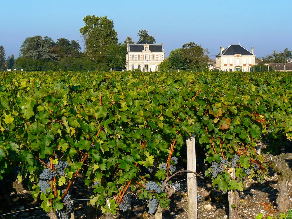 Una vigna nel territorio di Bordeaux