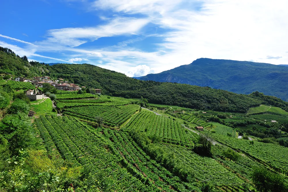 Cavit: foto di uno dei vigneti usati per la produzione dei vini Trentini Premium