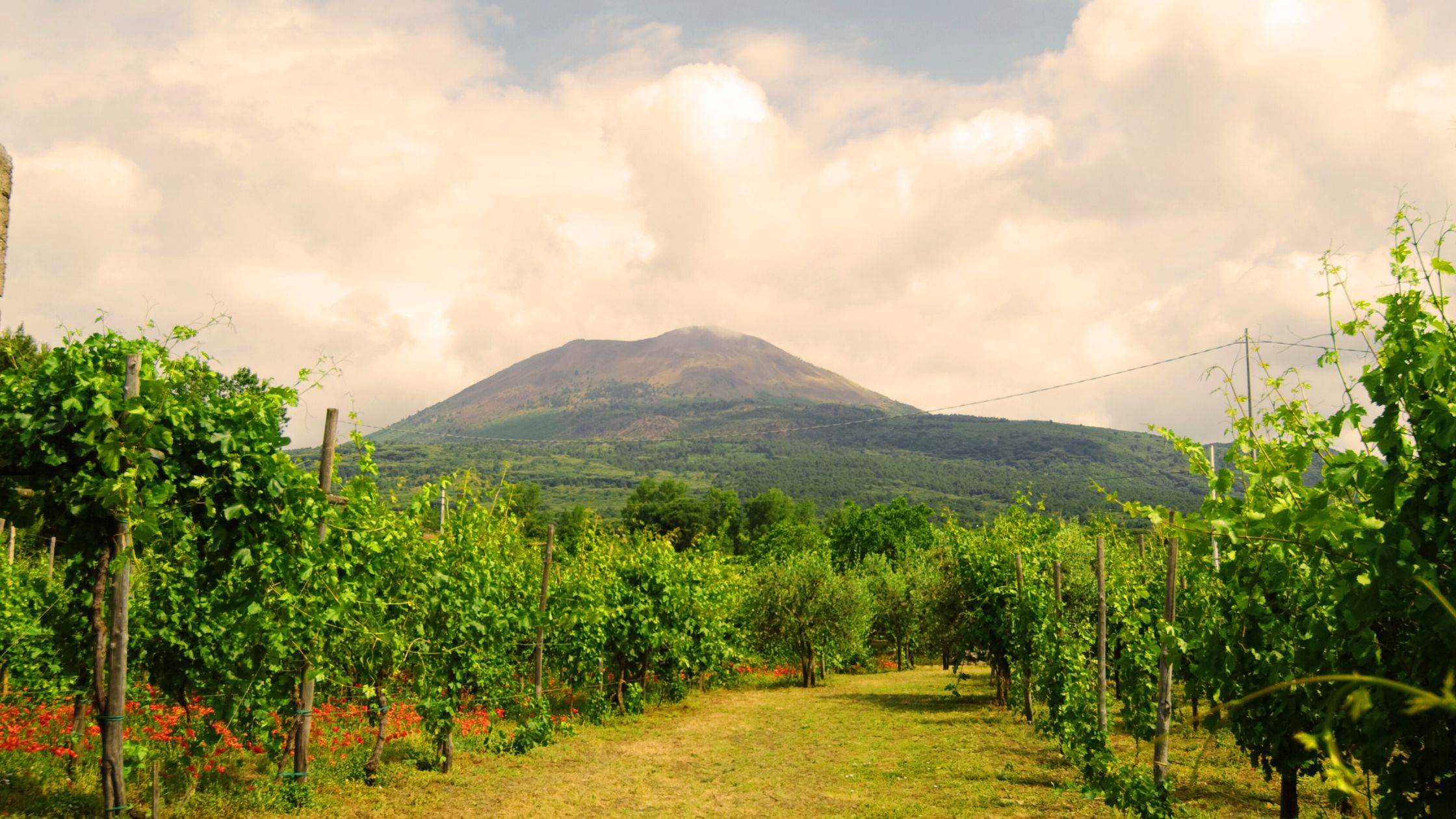 Vini vulcanici - Volcanic Wines - vesuvio